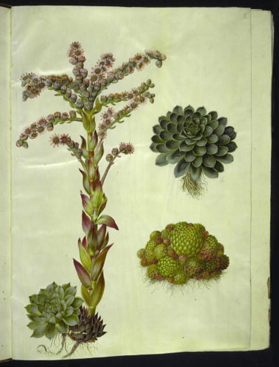Sempervivum tectorum (techo común); Sempervivum montanum (techo de montaña) de Hans Simon Holtzbecker