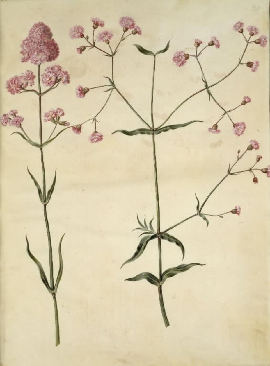 Silene viscaria (almindelig tjærenellike); Silene (trævlekrone) de Hans Simon Holtzbecker