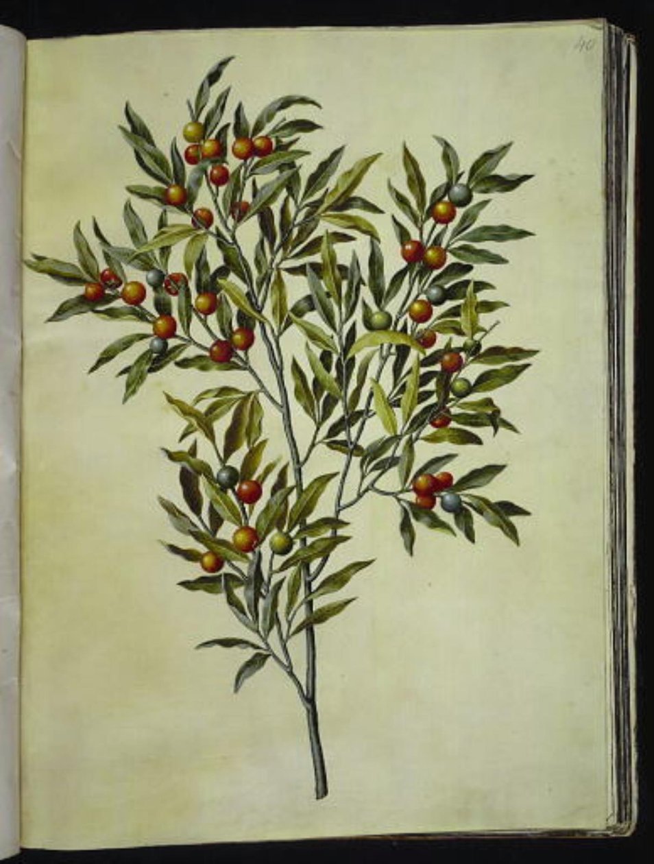 Solanum pseudocapsicum (coral de Jerusalén) de Hans Simon Holtzbecker