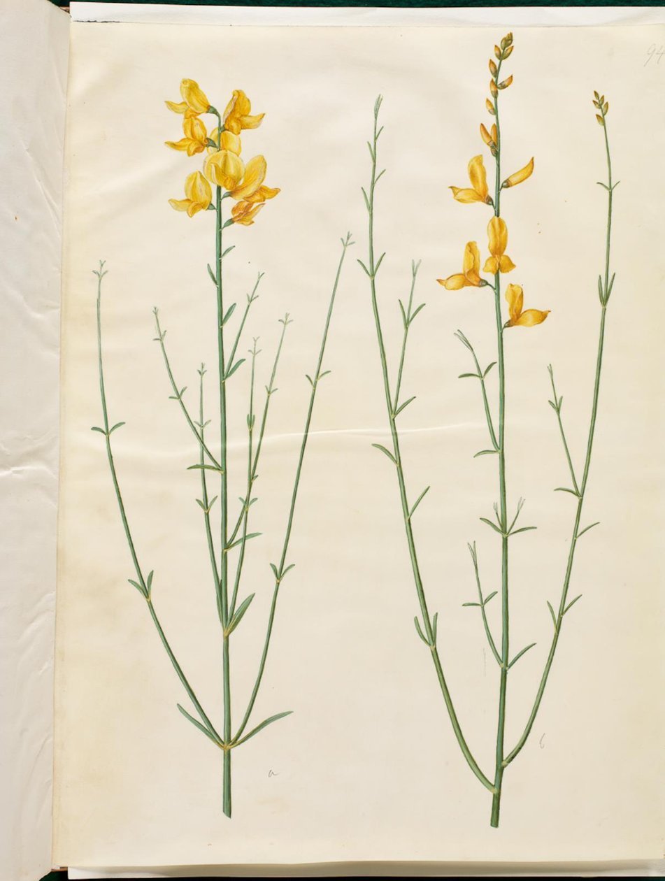 Spartium junceum (retama) de Hans Simon Holtzbecker