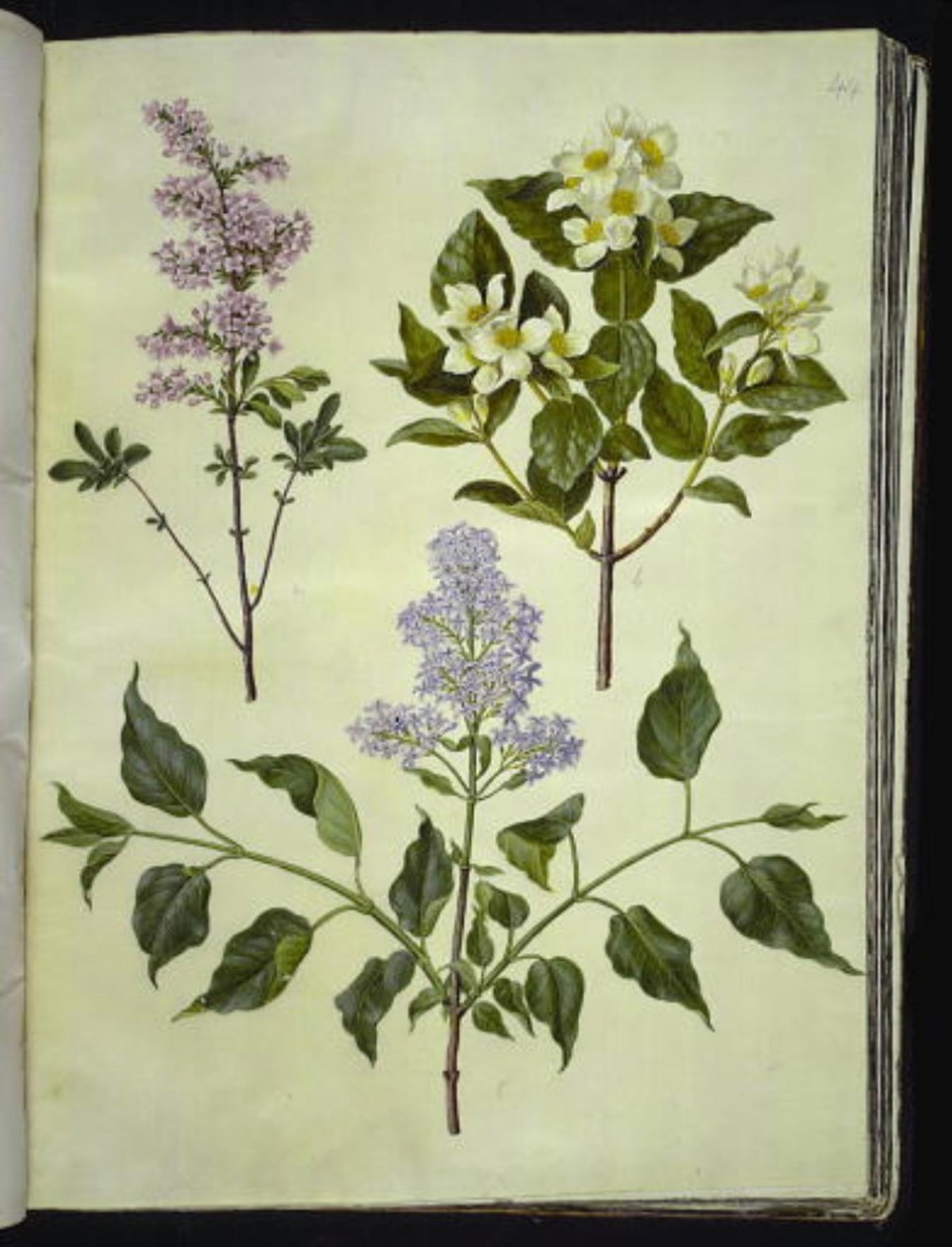 Syringa ×persica (lila persa); Philadelphus coronarius (falso jazmín); Syringa vulgaris (lila común) de Hans Simon Holtzbecker
