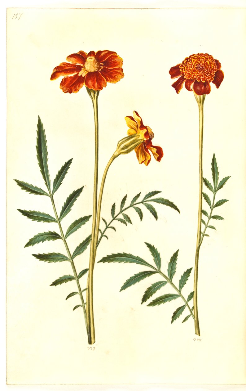 Tagetes patula (flor de terciopelo desplegada) de Hans Simon Holtzbecker