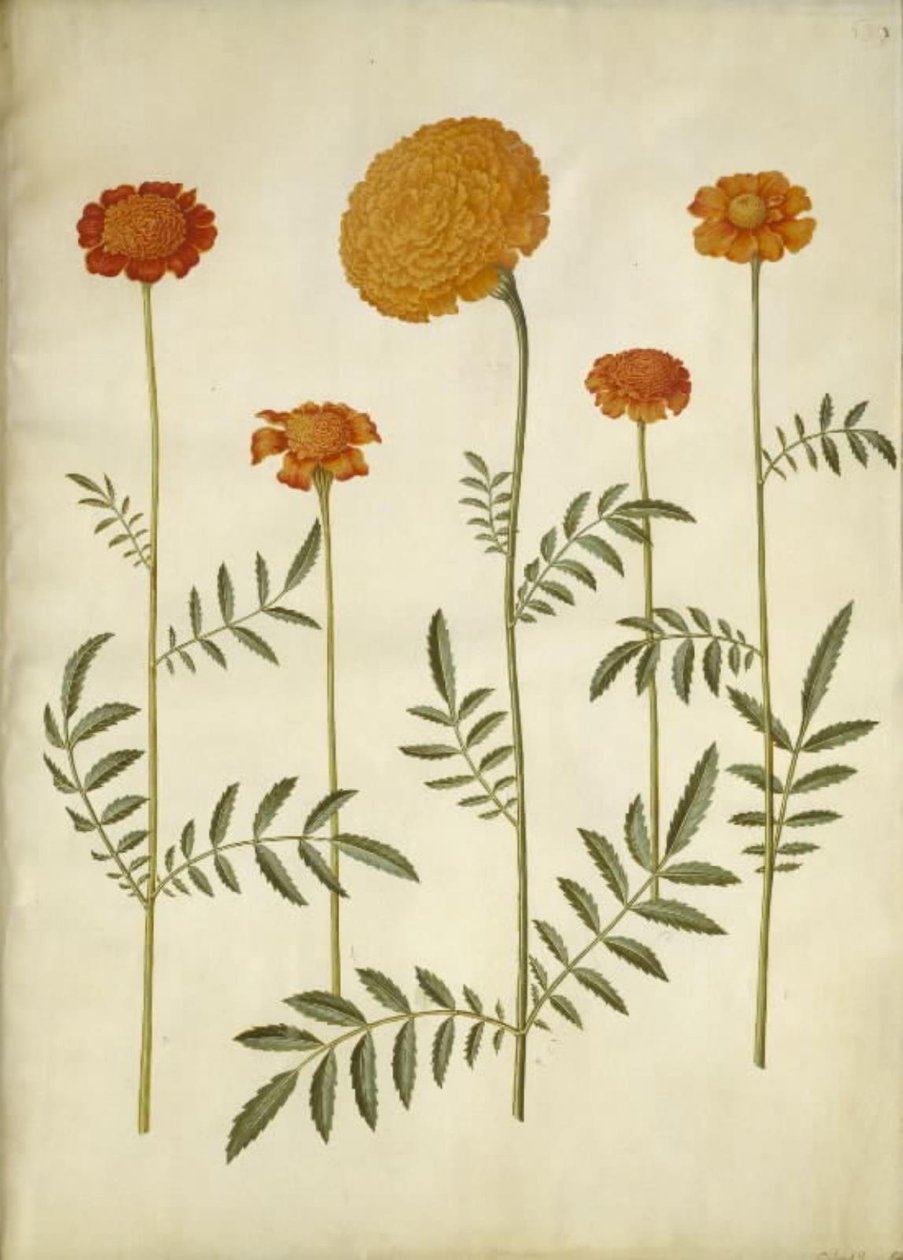 Tagetes patula (flor de terciopelo extendida); Tagetes erecta (flor de terciopelo erguida) de Hans Simon Holtzbecker