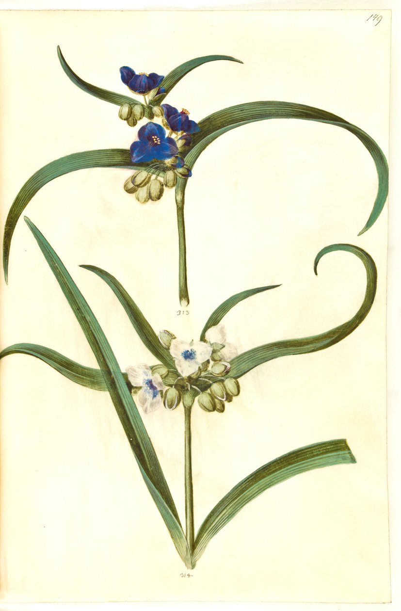 Tradescantia virginiana o Tradescantia ohiensis (?) (flor judía) de Hans Simon Holtzbecker