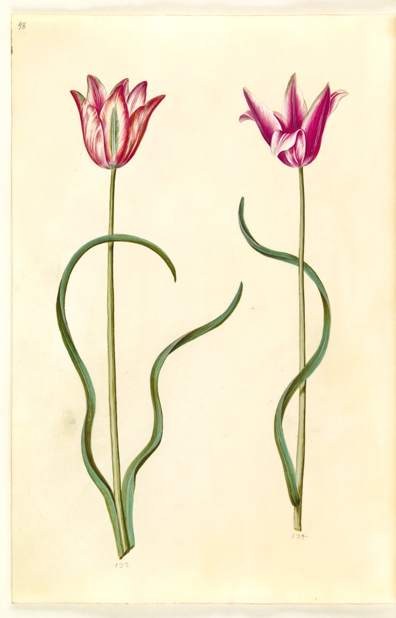 Tulipa clusiana (tulipán de Clusius) de Hans Simon Holtzbecker