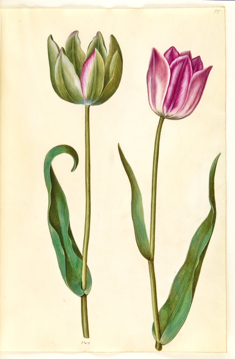Tulipa gesneriana (tulipán de jardín) de Hans Simon Holtzbecker