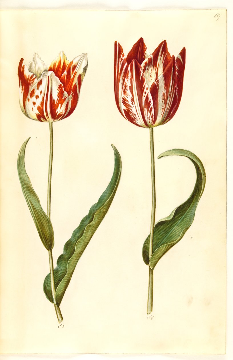 Tulipa gesneriana de Hans Simon Holtzbecker