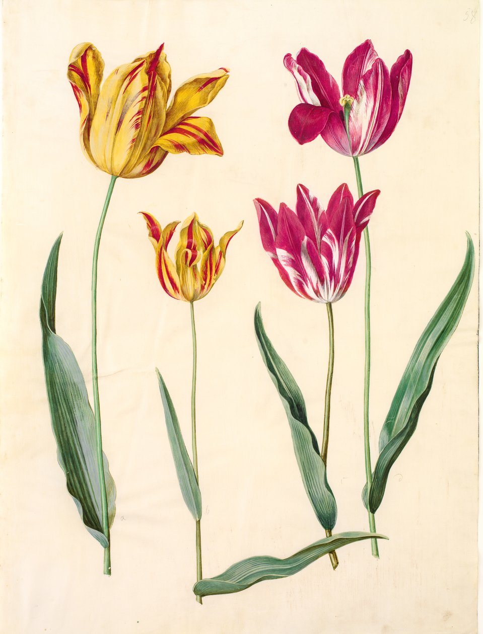 Tulipa gesneriana (tulipán de jardín) de Hans Simon Holtzbecker