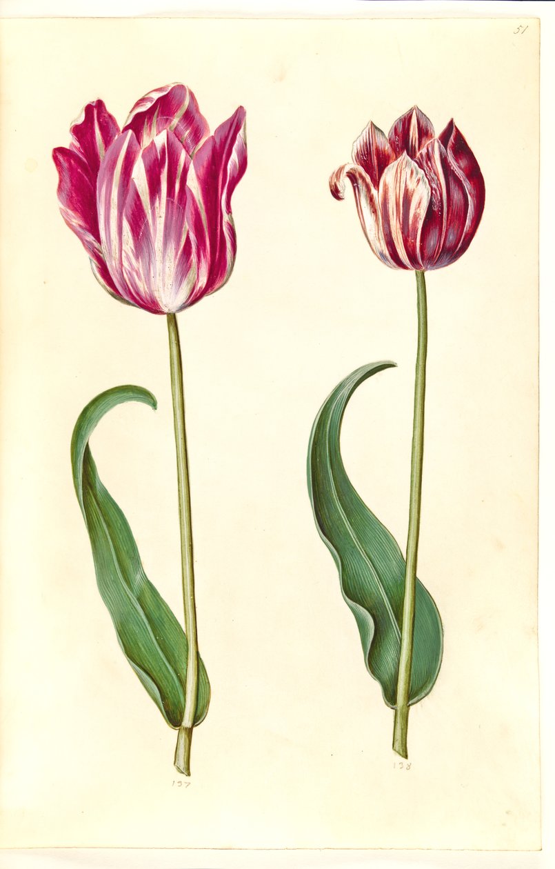 Tulipa gesneriana (tulipán de jardín) de Hans Simon Holtzbecker