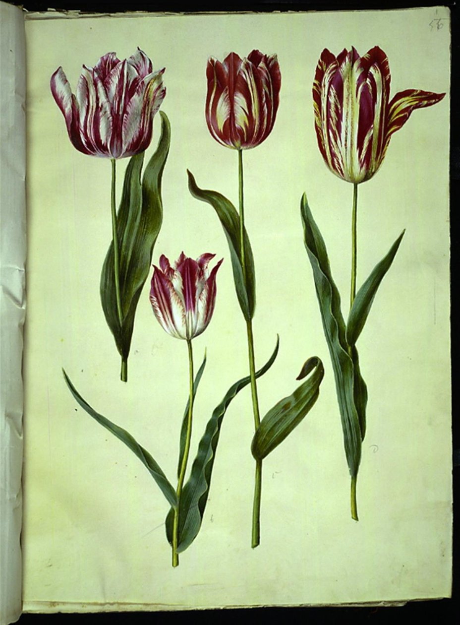 Tulipa gesneriana (tulipán de jardín) de Hans Simon Holtzbecker