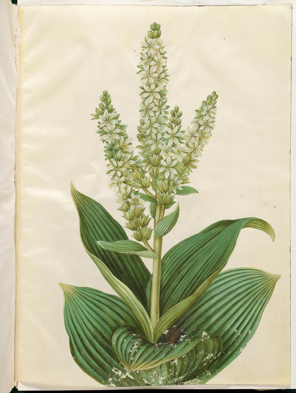 Veratrum album (hvid foldblad) de Hans Simon Holtzbecker