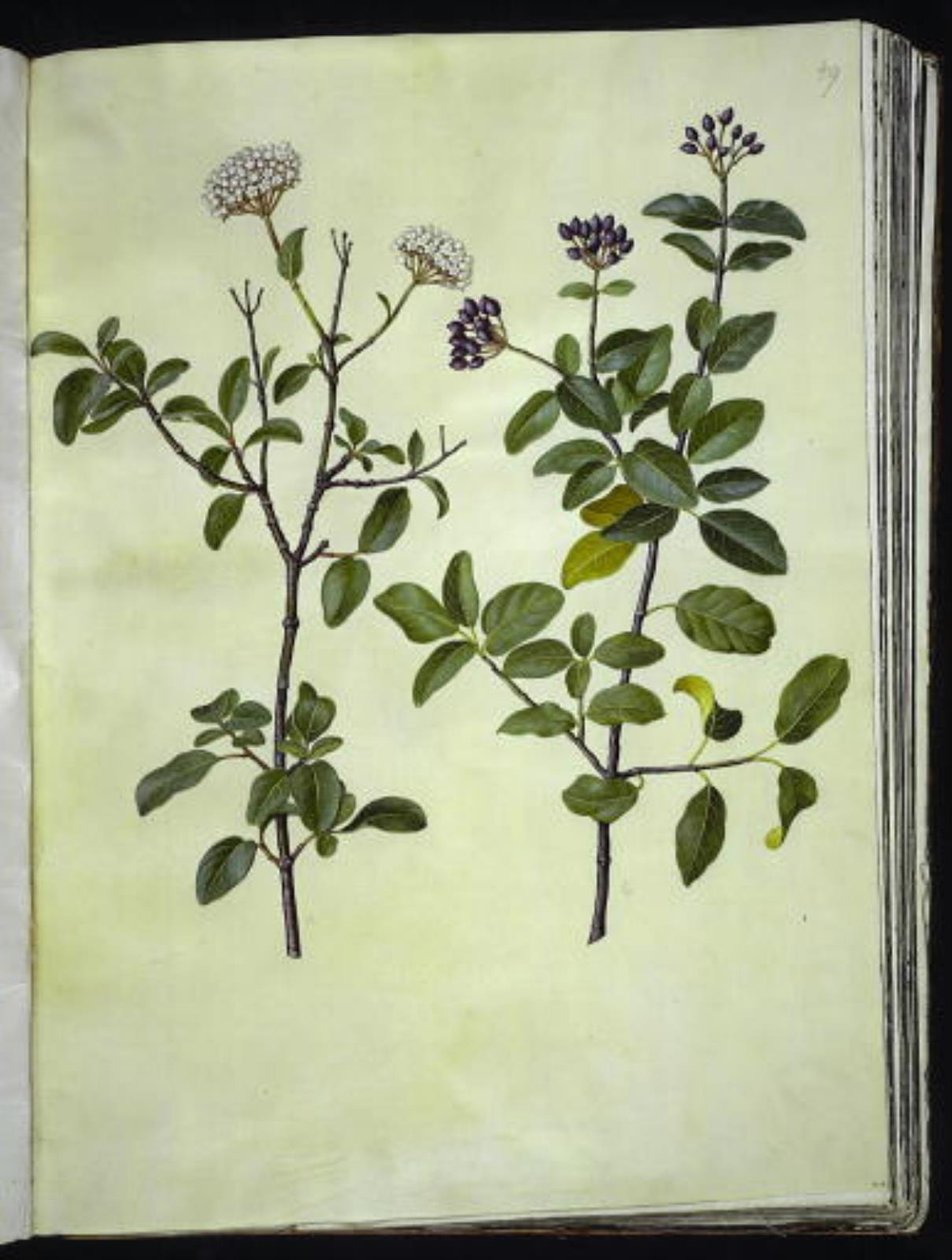 Viburnum tinus (bola de nieve de invierno) de Hans Simon Holtzbecker