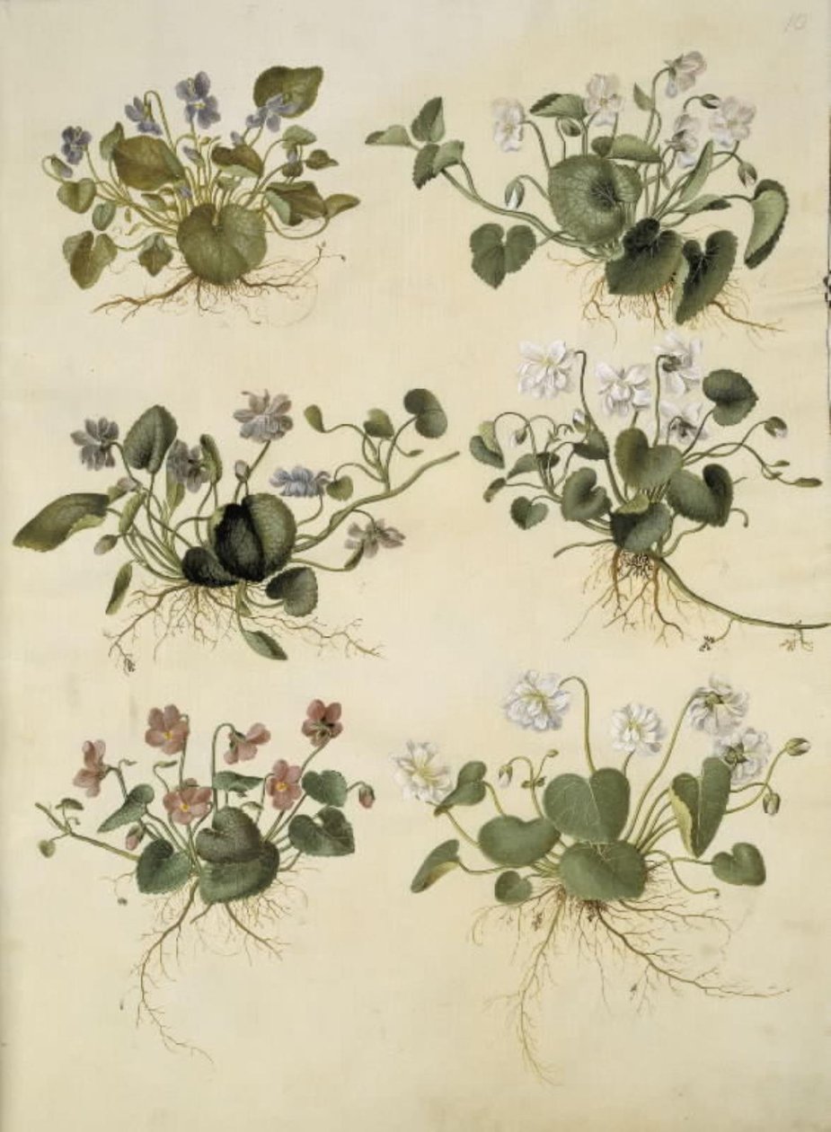 Viola odorata (violeta de marzo) de Hans Simon Holtzbecker