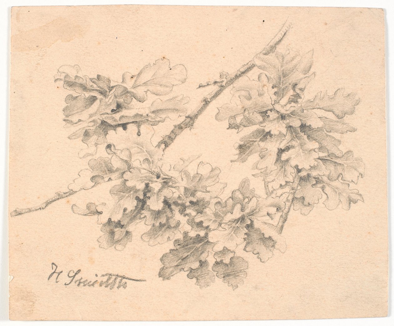 Estudio de ramas de roble de Hans Smidth