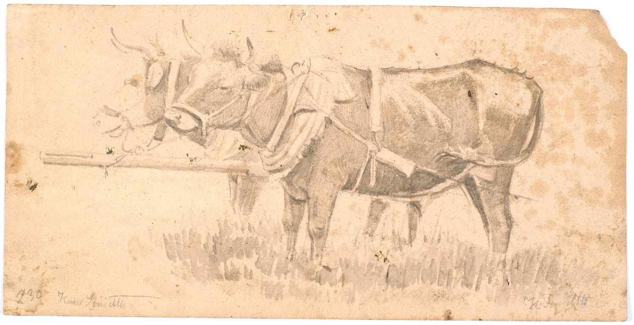 Dos bueyes de tiro de Hans Smidth
