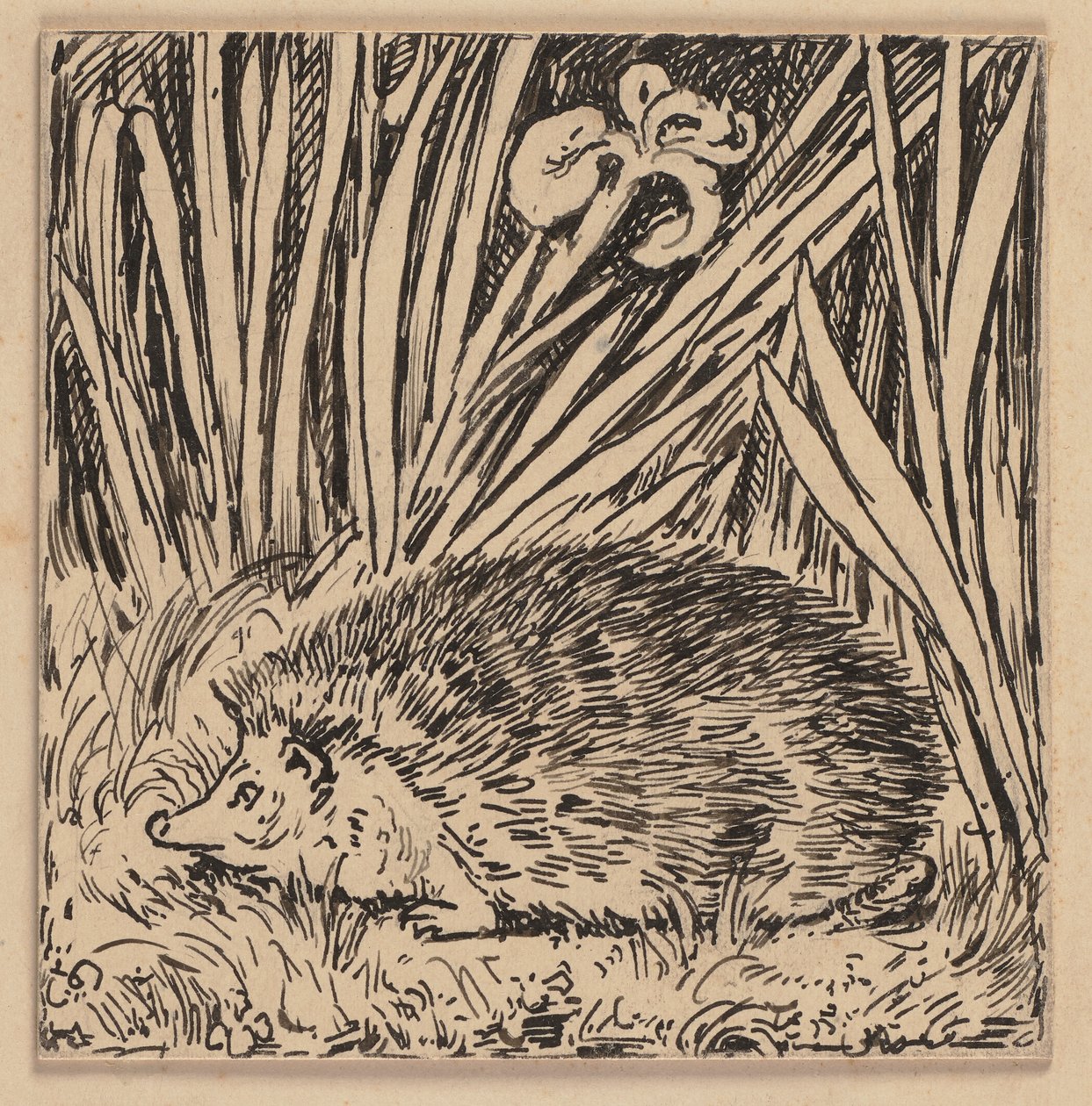 Dibujo para la cartilla: erizo de Hans Thoma