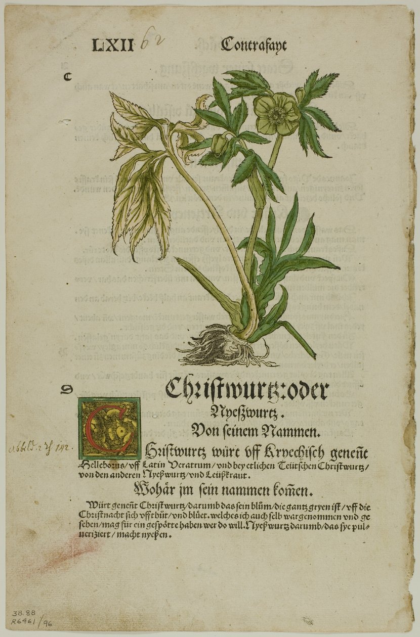 Christwurz (Hellebore) del Herbario (Kräuterbuch), lámina 96 de Xilografías de Libros del Siglo XVI de Hans Weiditz, II