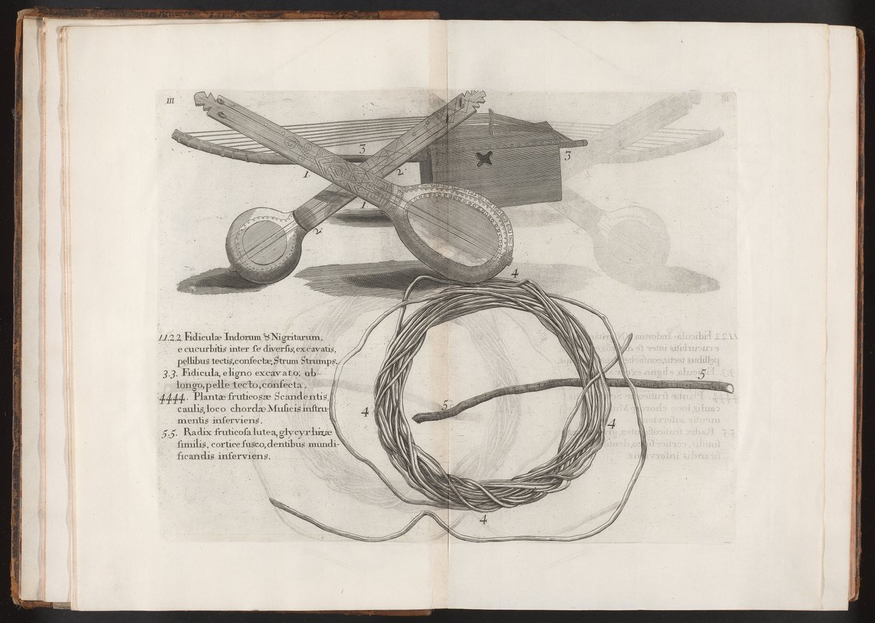 Ilustración del Viaje a la Isla Madera, Barbados...Vol.2, 1815 de Hans after Sloane