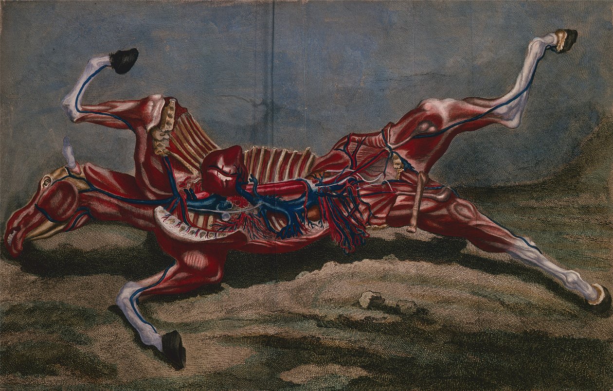 Anatomía de un caballo, de 