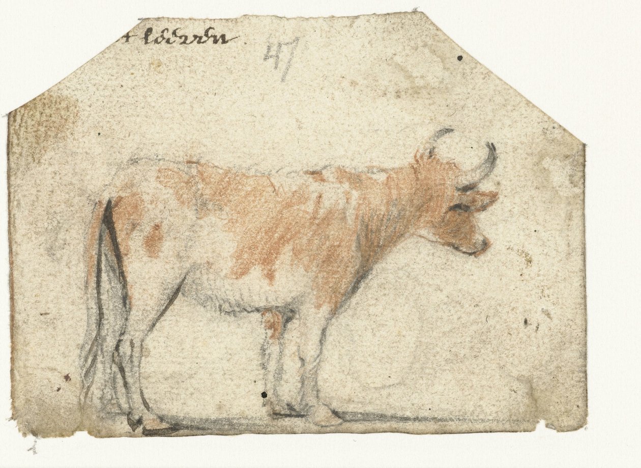 Vaca, de lado de Harmen ter Borch