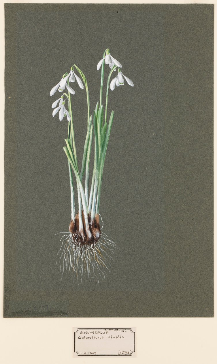 Galanthus nivalis L. Campanilla de invierno, c. 1903-1915 de Harold Drinkwater