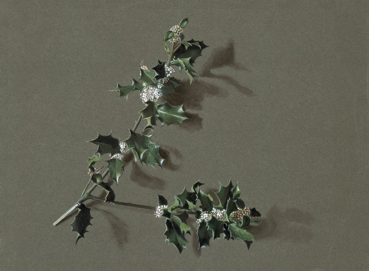 Ilex aquifolium L. Acebo común, c. 1870-1920 de Harold Drinkwater