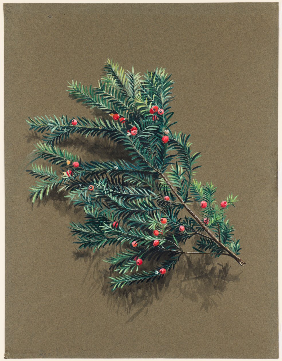 Taxus baccata L. Tejo, c1903 -1915 de Harold Drinkwater