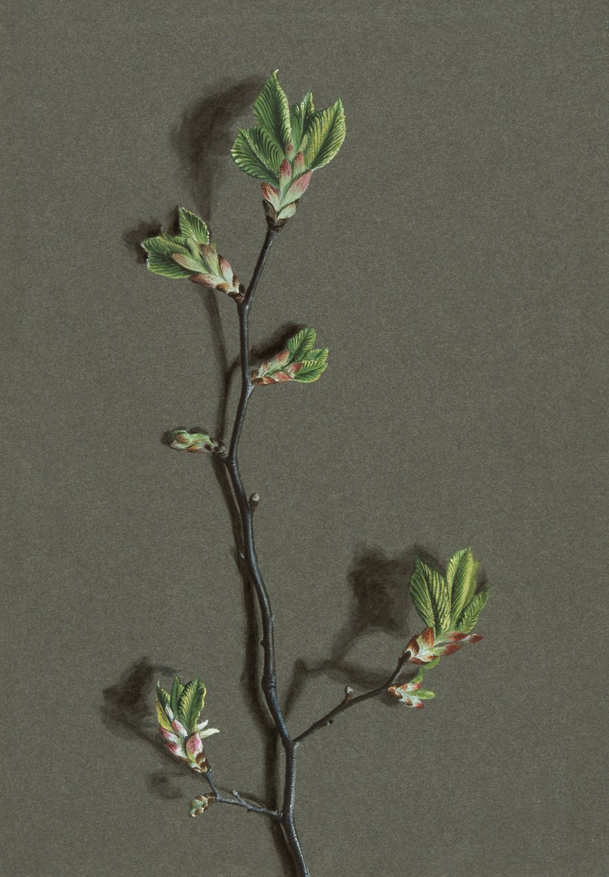 Ulmus glabra Huds (Olmo montano), c. 1870-1920 de Harold Drinkwater