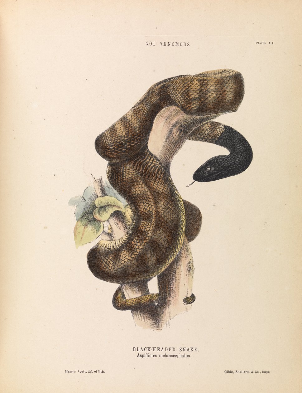 Serpiente de cabeza negra, Aspidiotes melanocephalus de Harriet Scott