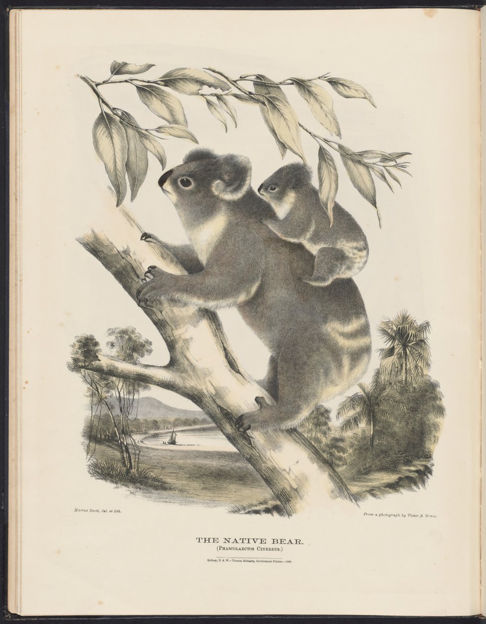 Mamíferos de Australia (Krefft) Nla.obj-33627803-7 El oso nativo de Harriet Morgan