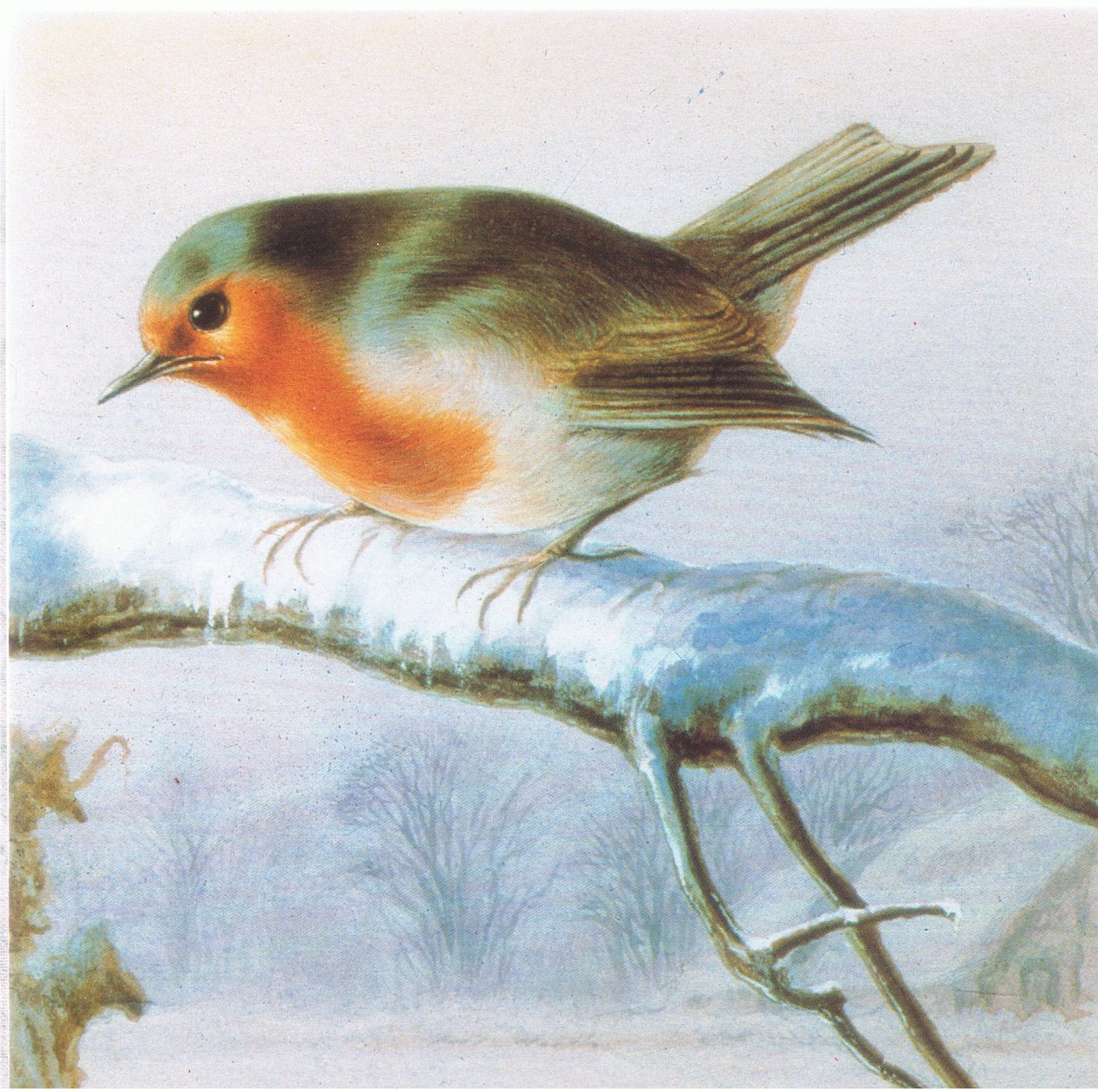 Petirrojo, tarjeta de Navidad en color de Harry Bright