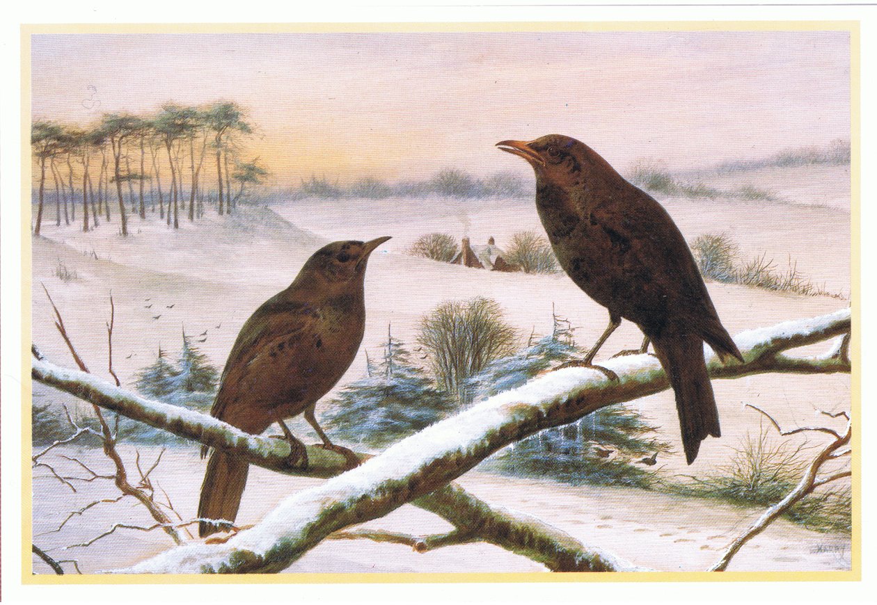 Mirlos de Harry Bright