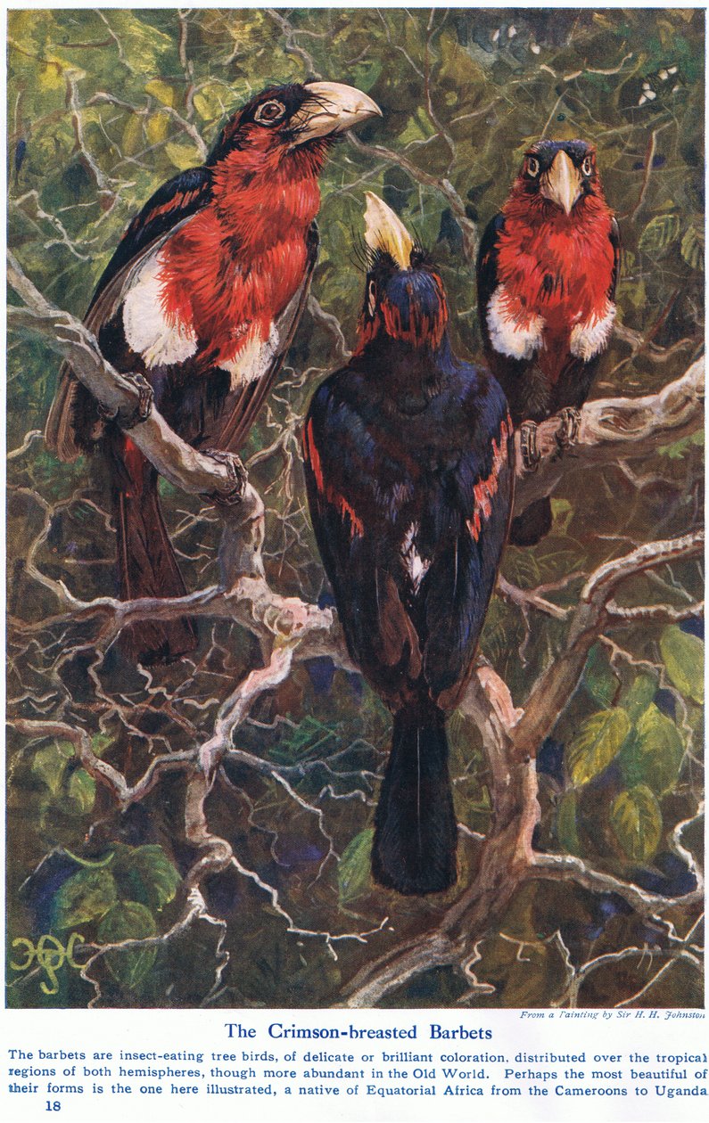Barbudos de Cresta Carmesí, ilustración de 