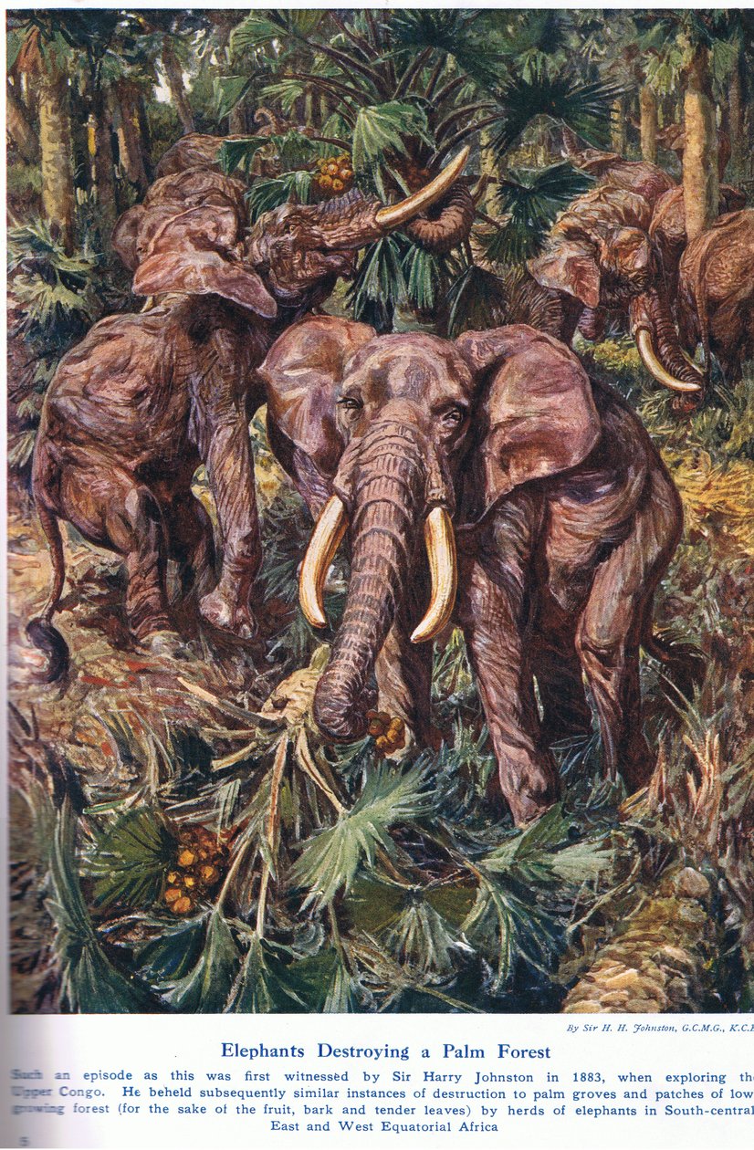 Elefantes destruyendo un bosque de palmeras, ilustración de 