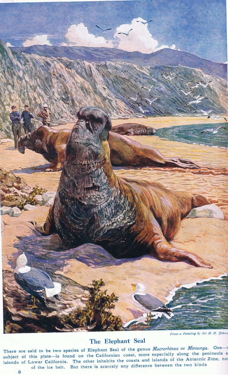 El Elefante Marino, ilustración de 