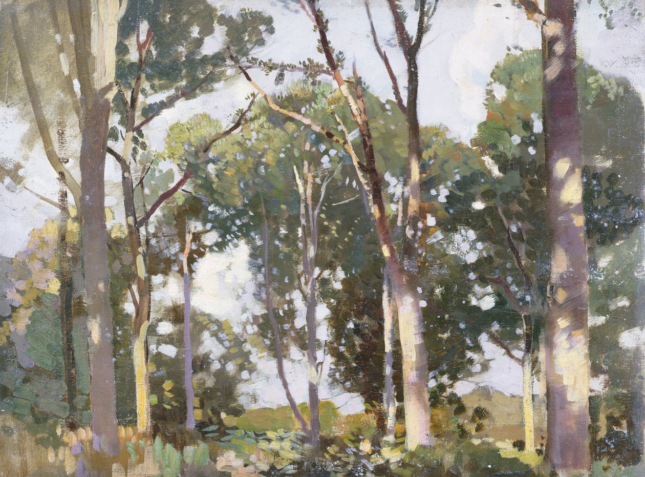 Árboles a la luz del sol de Harry Watson