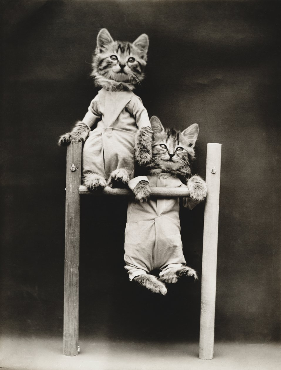 Serie Gatitos: Haciendo ejercicio, c.1914 (grabado en plata) de Harry Whittier Frees