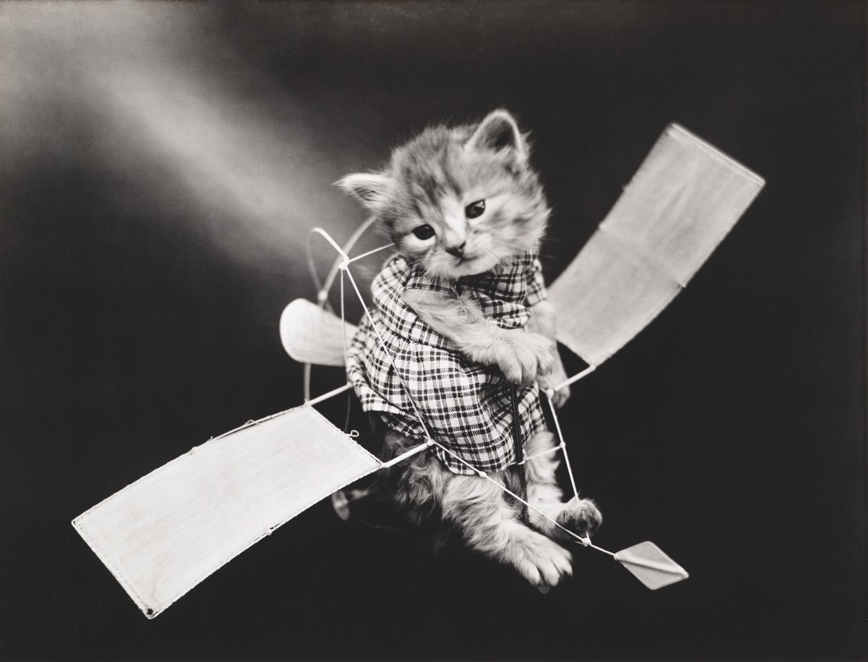 Serie Gatitos: Pilot Flying Plane, c.1914 (grabado en plata) de Harry Whittier Frees
