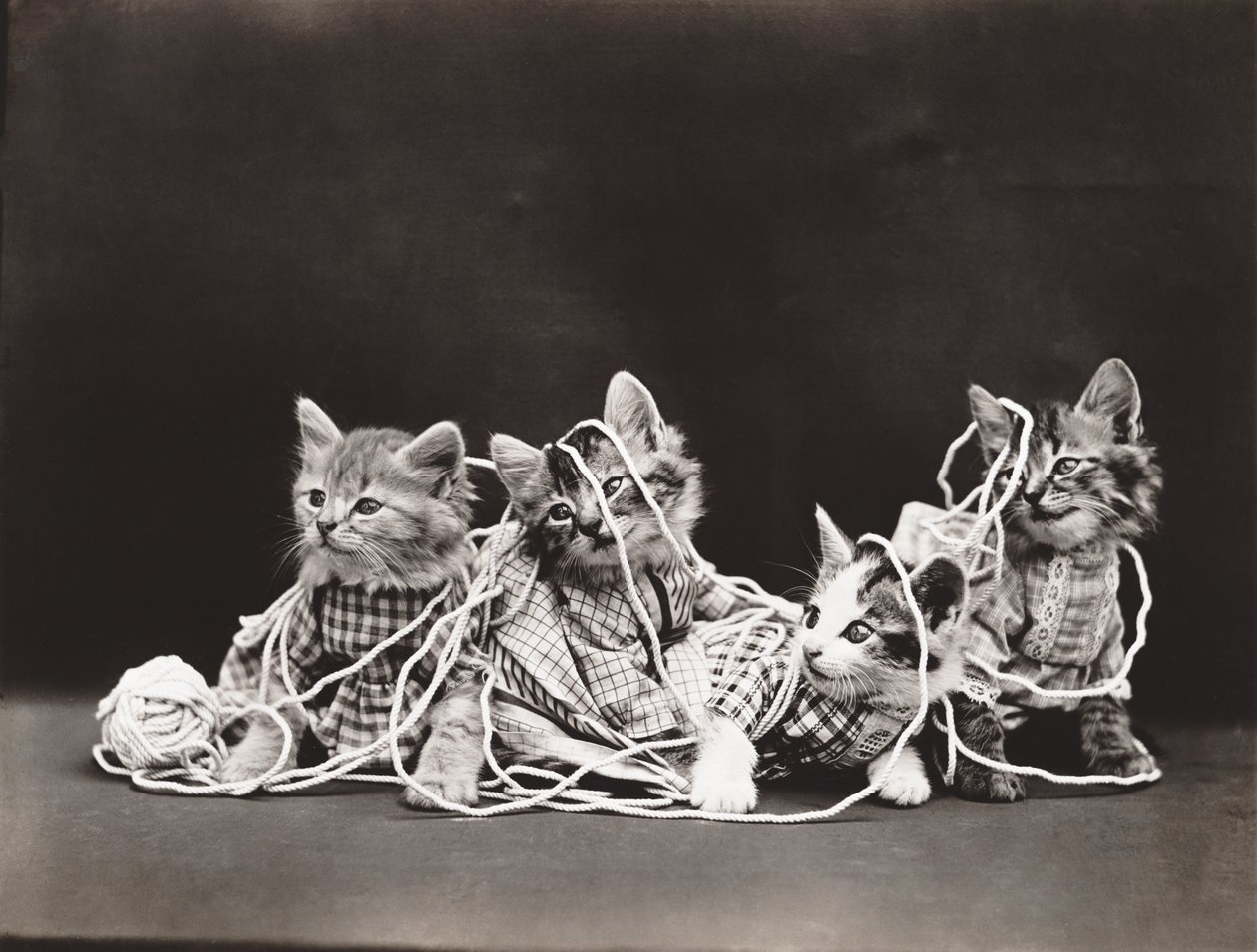 Serie Gatitos: Tangled in Yarn, c.1914 (grabado en plata) de Harry Whittier Frees