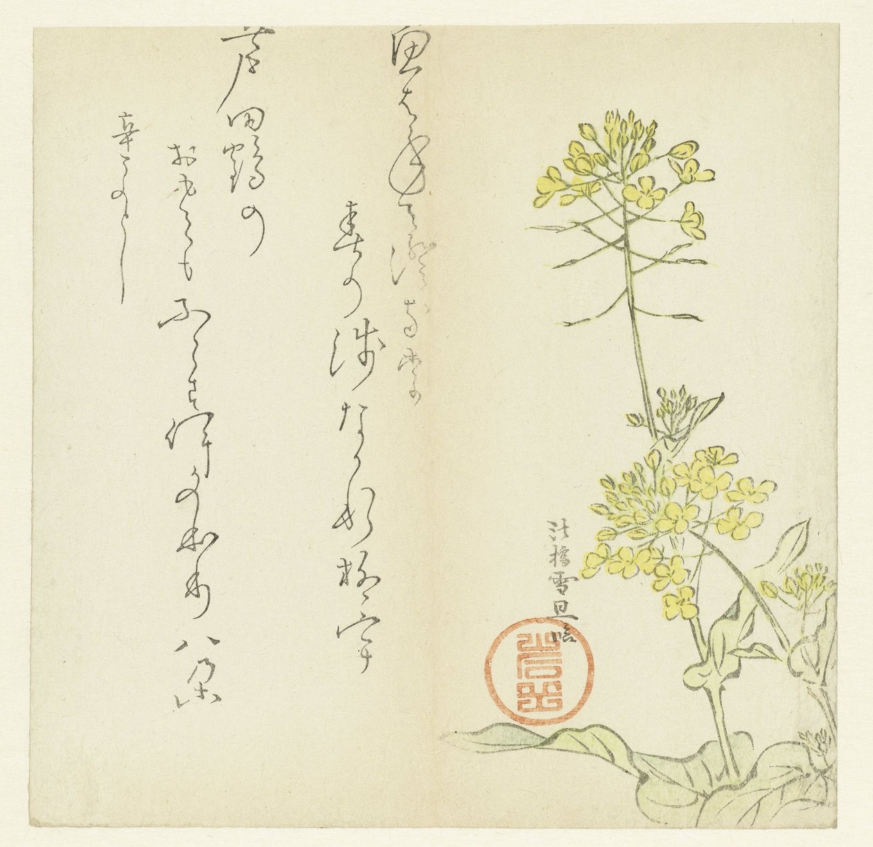 flores de Hasegawa Settan