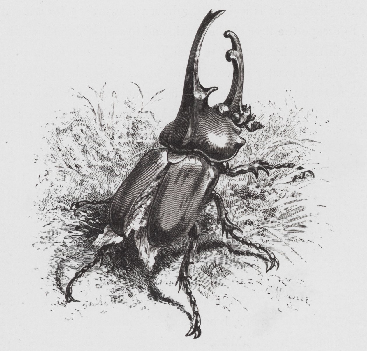El Insecto: Escarabajo de Hector Giacomelli