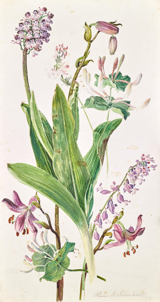 gorro de turco, orquídea, madreselva de Heinrich Carl Schubert