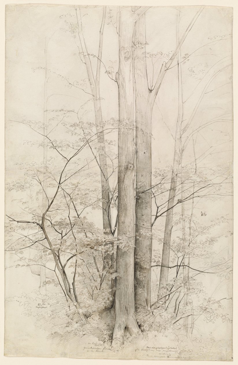 Un grupo de árboles de Heinrich Dreber