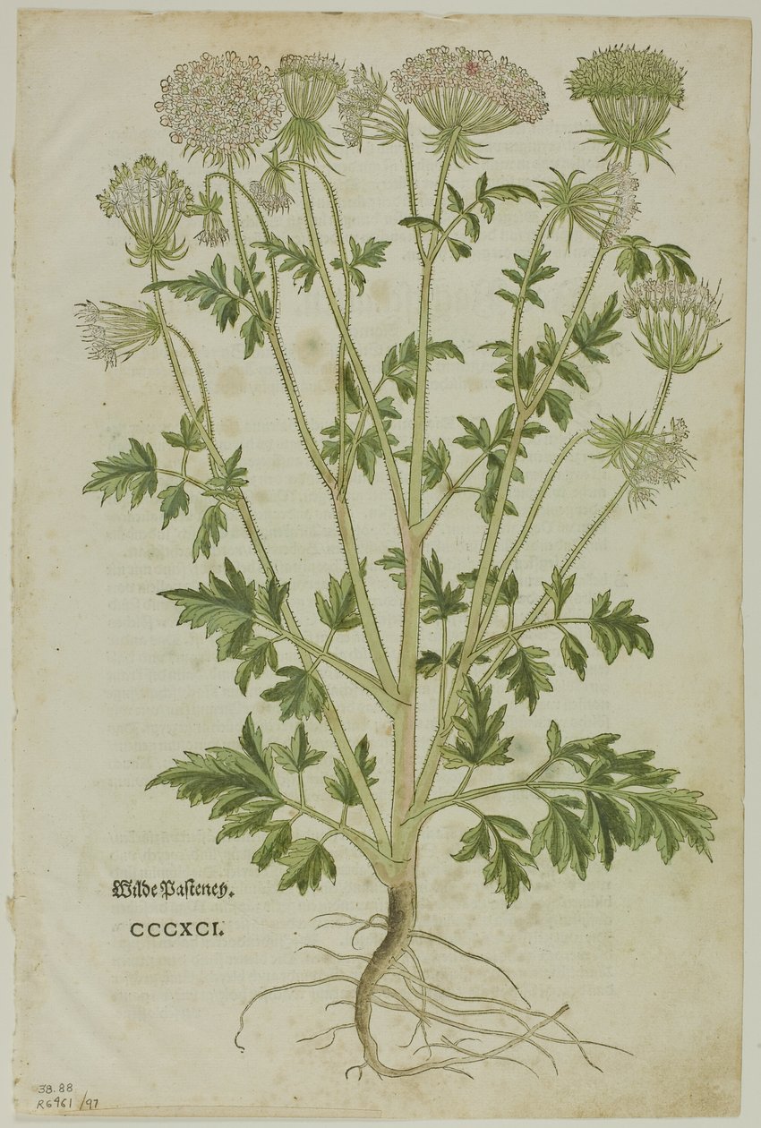 Hoja del Nuevo Kreuterbuch de Leonhart Fuchs, lámina 97 de Xilografías de Libros del Siglo XVI de Heinrich Füllmaurer