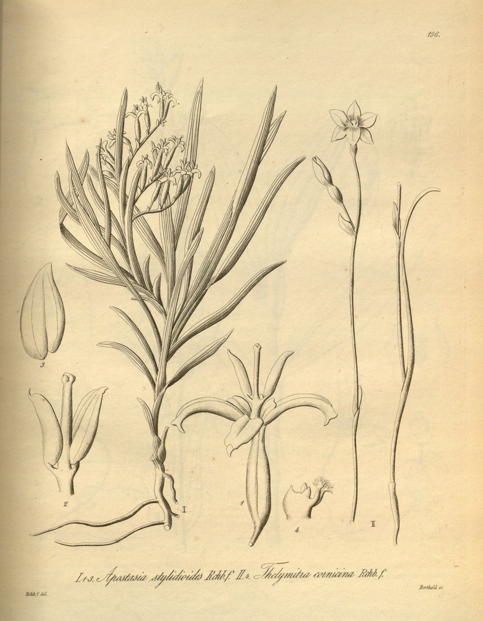 Apostasia wallichii (como Apostasia stylidioides) - Thelymitra cornicina de Heinrich Gustav Reichenbach