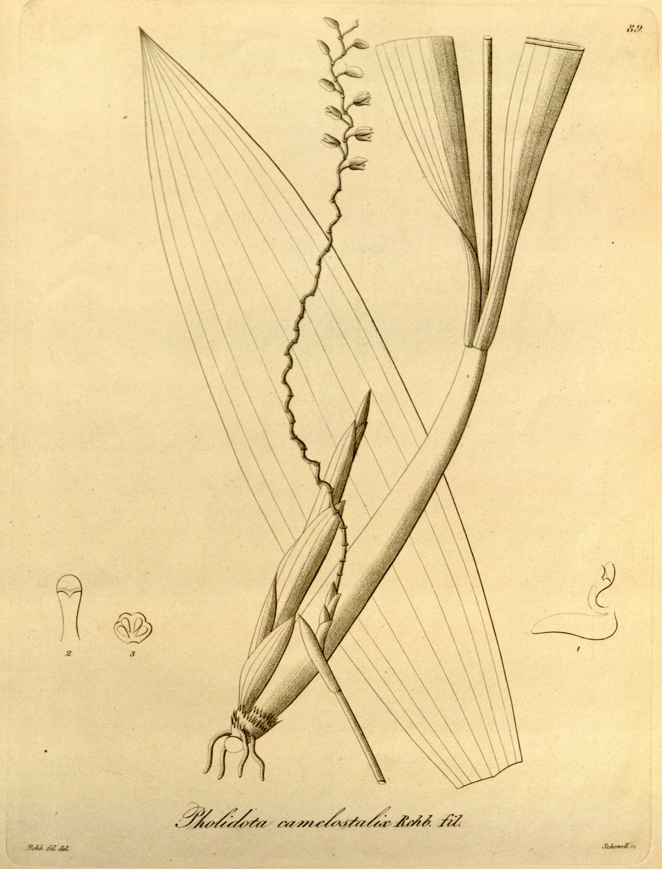 Ilustración de Pholidota camelostalix de Heinrich Gustav Reichenbach