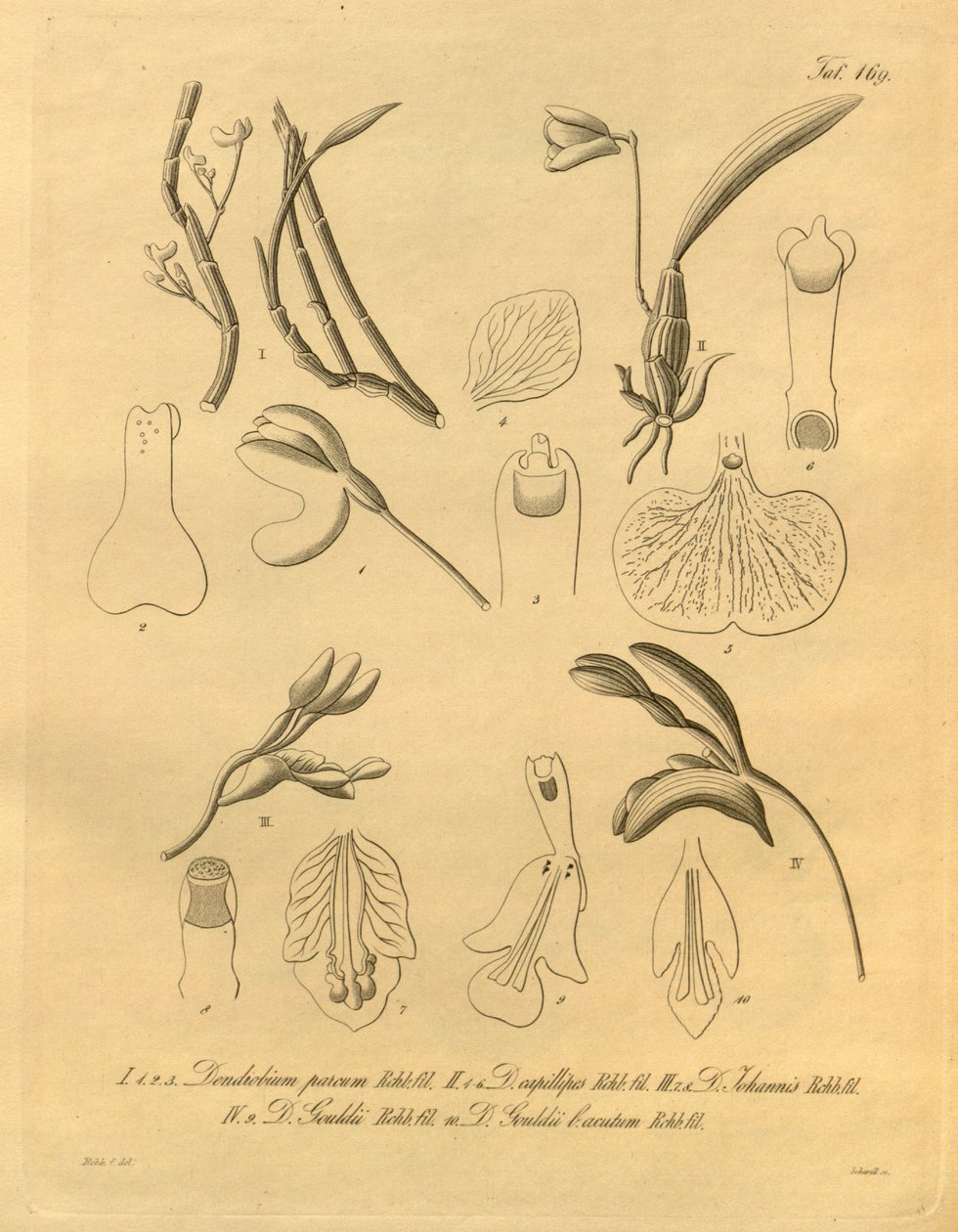 Este archivo procede de la Biodiversity Heritage Library, y está disponible en línea en biodiversitylibrary.org/page/698365 de Heinrich Gustav Reichenbach