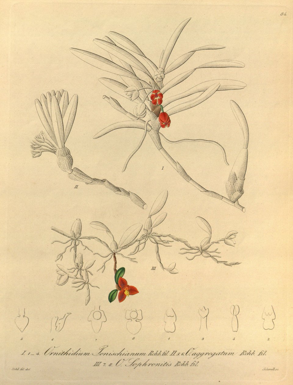 Este archivo procede de la Biodiversity Heritage Library, y está disponible en línea en biodiversitylibrary.org/page/696484 de Heinrich Gustav Reichenbach