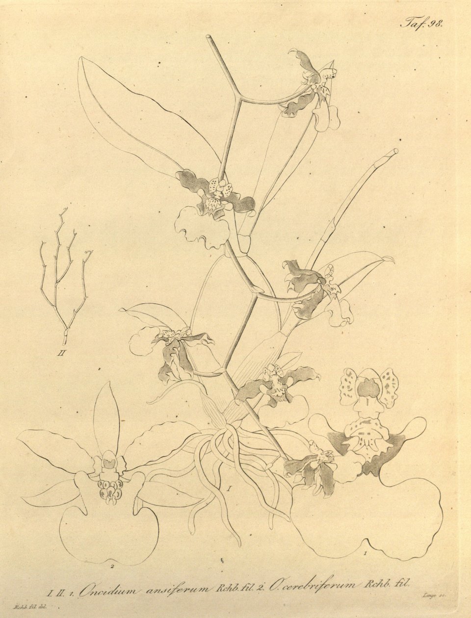 Este archivo procede de la Biodiversity Heritage Library, y está disponible en línea en biodiversitylibrary.org/page/696498 de Heinrich Gustav Reichenbach