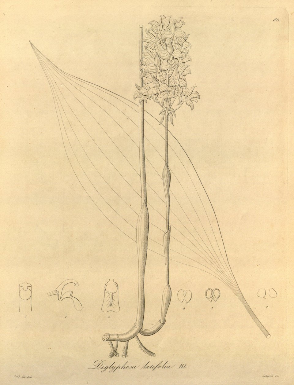 Este archivo procede de la Biodiversity Heritage Library, y está disponible en línea en biodiversitylibrary.org/page/696480 de Heinrich Gustav Reichenbach